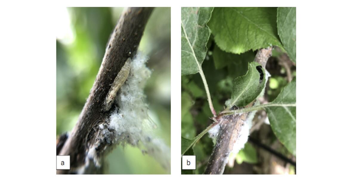 Larva di sirfide (Episyrphus balteatus) in una colonia di afide lanigero (a); escrementi di una larva di sirfide su una foglia di melo in prossimità di una colonia, un ottimo parametro per valutare la presenza e attività trofica delle larve (b)