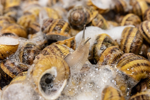 La bava viene utilizzata nella snail therapy