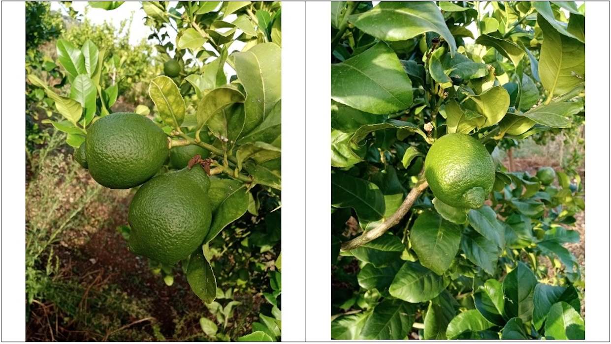 limoni-limone-frutti-foglie-fonte-fcp-cerea-redazionale-giugno2024-1200x700.jpg