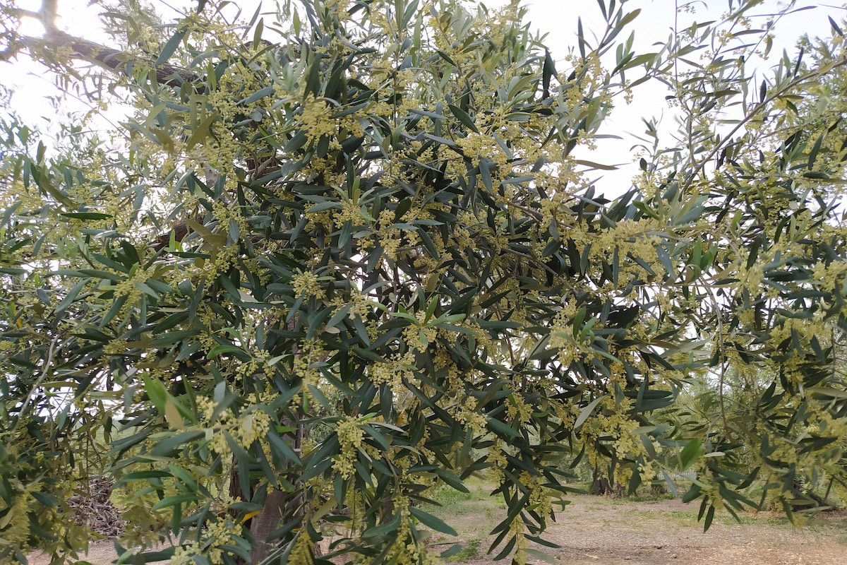 olivo-fioritura-fiori-foglie-fonte-fcp-cerea-redazionale-giugno2024-1200x800.jpg