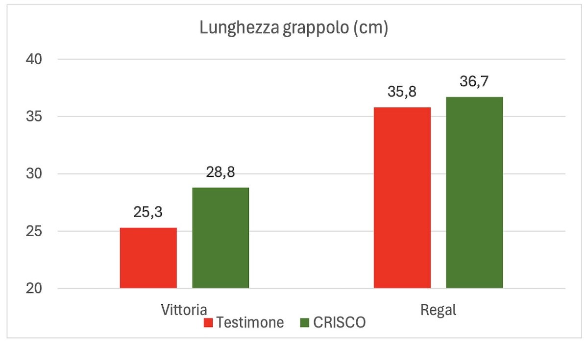 grafico-lunghezza-grappolo-crisco-fonte-fcp-cerea-redazionale-gennaio2025-1200x700.jpg