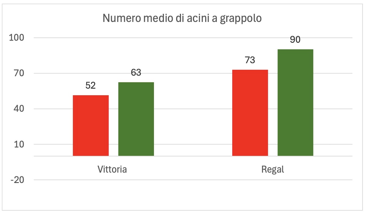 grafico-numero-acini-uva-tavola-crisco-fonte-fcp-cerea-redazionale-gennaio2025-1200x700.jpg