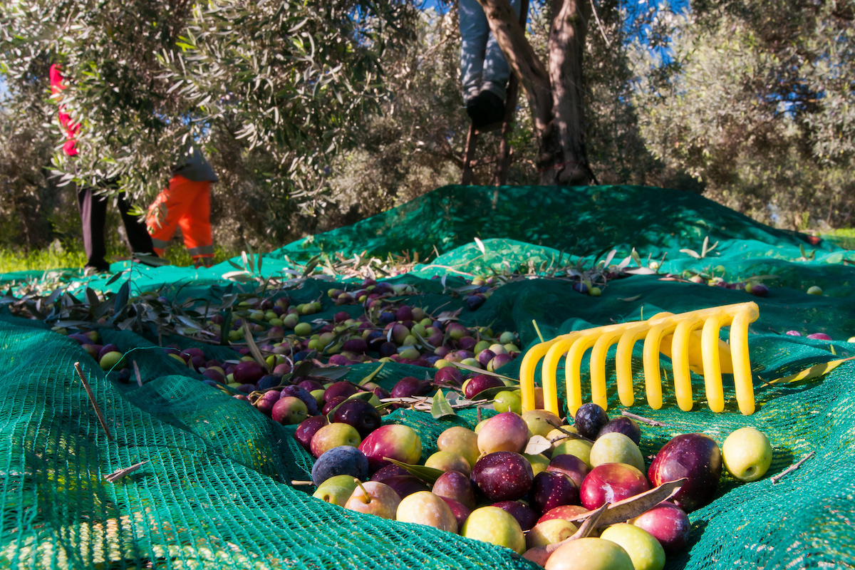 Olivicoltura e raccolta delle olive