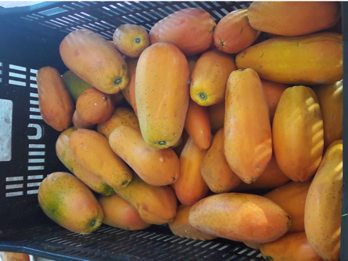 Frutti di papaia o papaya raccolti in piante coltivate in Sicilia