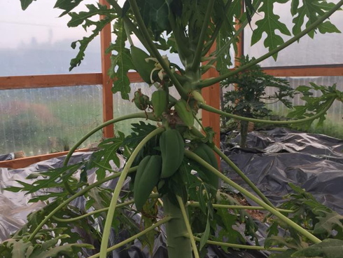Papaya, pianta coltivata in serra in Sicilia