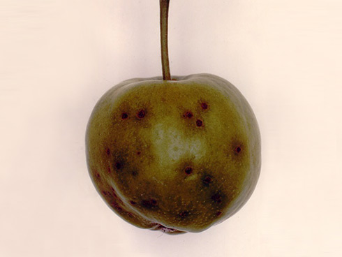 Sintomo da ticchiolatura su frutto di melo 
