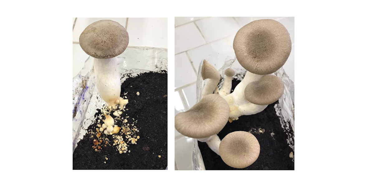 Figura 4.B - Produzione di carpofori di Pleurotus eryngii isolato Pe1CE su substrato paglia di frumento-Melassa (sinistra) e su steli e radici esauste di cardo