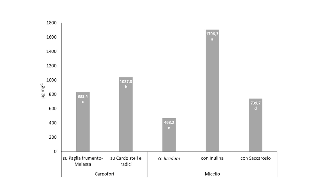 Figura 5 - Contenuto di eteroglicani nei carpofori cresciuti su Pfm (Paglia frumento-Melassa) e CSR (Cardo Steli-Radici) di P. eryngii e G. lucidum. I dati rappresentano i valori medi di tre esperimenti con tre repliche tecniche. Le medie con la stessa lettera non sono significativamente diverse secondo il test di Tukey per p ≤ 0,05