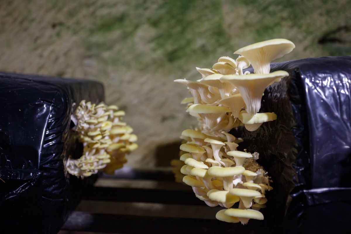 Coltivazione di fungo ostrica in sacchi di plastica