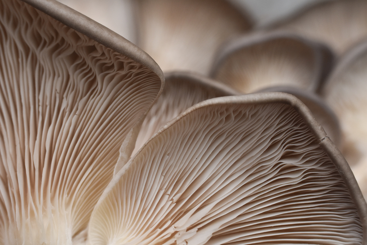 Il fungo Pleurotus ostreatus o orecchione o fungo ostrica è un fungo edule molto versatile in cucina e nutriente