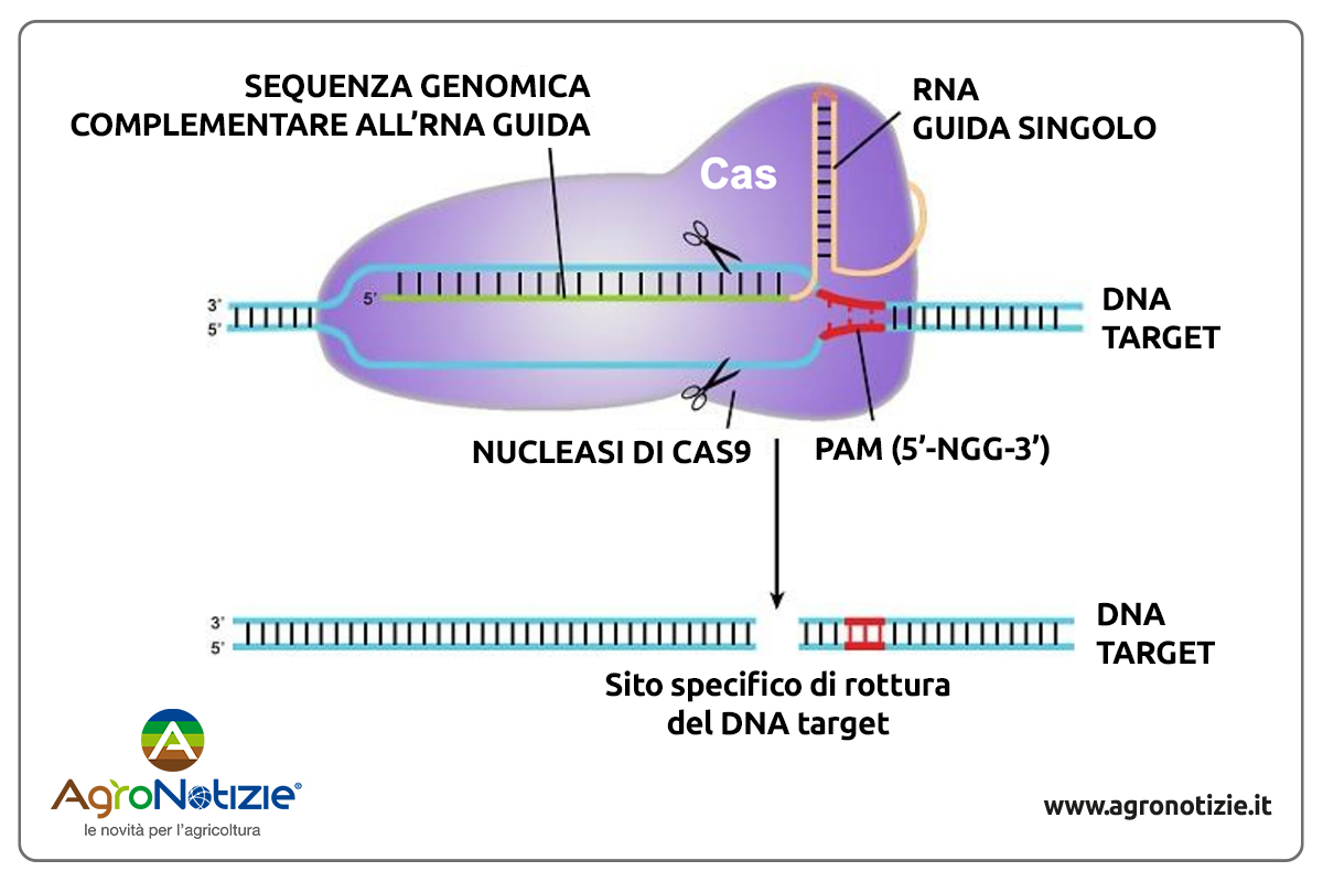 Il complesso Crispr/Cas9 viene trasportato dall'Rna guida sul Dna target e quando il sistema trova le basi azotate complementari la proteina Cas9 taglia il sito specifico (Foto di archivio)