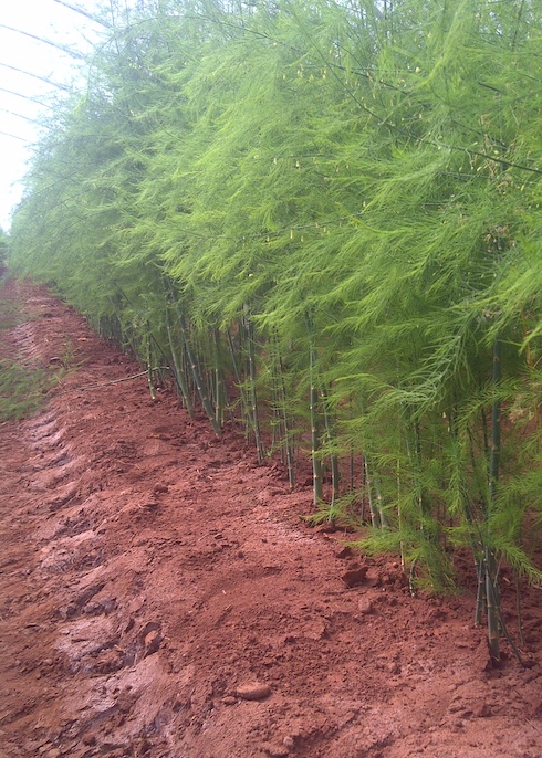 Geoplant - asparago