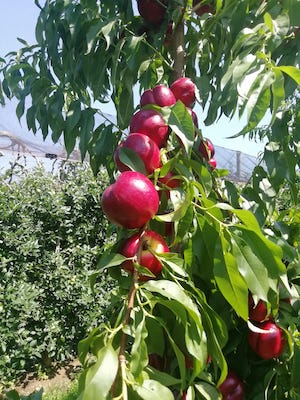 La nettarina Najireine: un sovracolore rosso brillante sul 90-100% del frutto e la quasi totale assenza di rugginosità