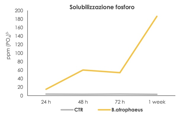 grafico-fosforo-disponibile-moltro-fonte-greenhas-redazionale-novembre-2025-600x395.jpg