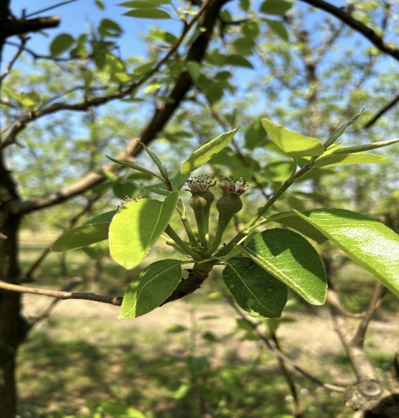 pomacee-frutti-albero-fonte-icl-redazionale-settembre2024-800x838.jpg