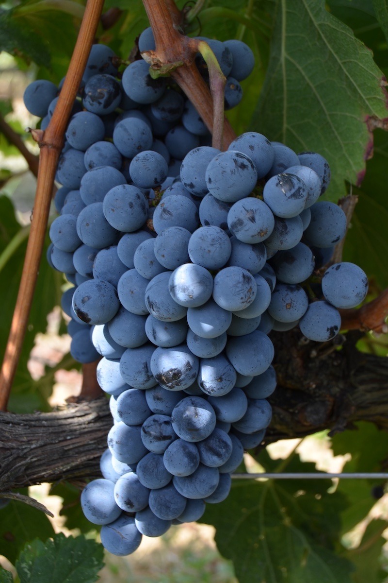 grappolo-uva-viticoltura-vitivinicoltura-acini-fertilizzanti-nutrizione-redazionale-luglio-2023-fonte-icl.jpg