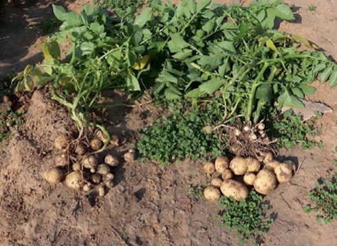 pianta-patata-fertilizzante-polysulphate-concime-redazionale-marzo-2022-fonte-icl1.jpg