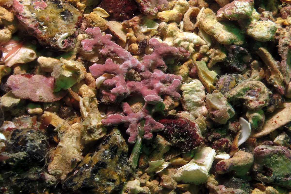 alga-rossa-alghe-rosse-lithothamnium-calcareum-1200x800-fonte-christophe-quintin-via-wikipedia.jpg