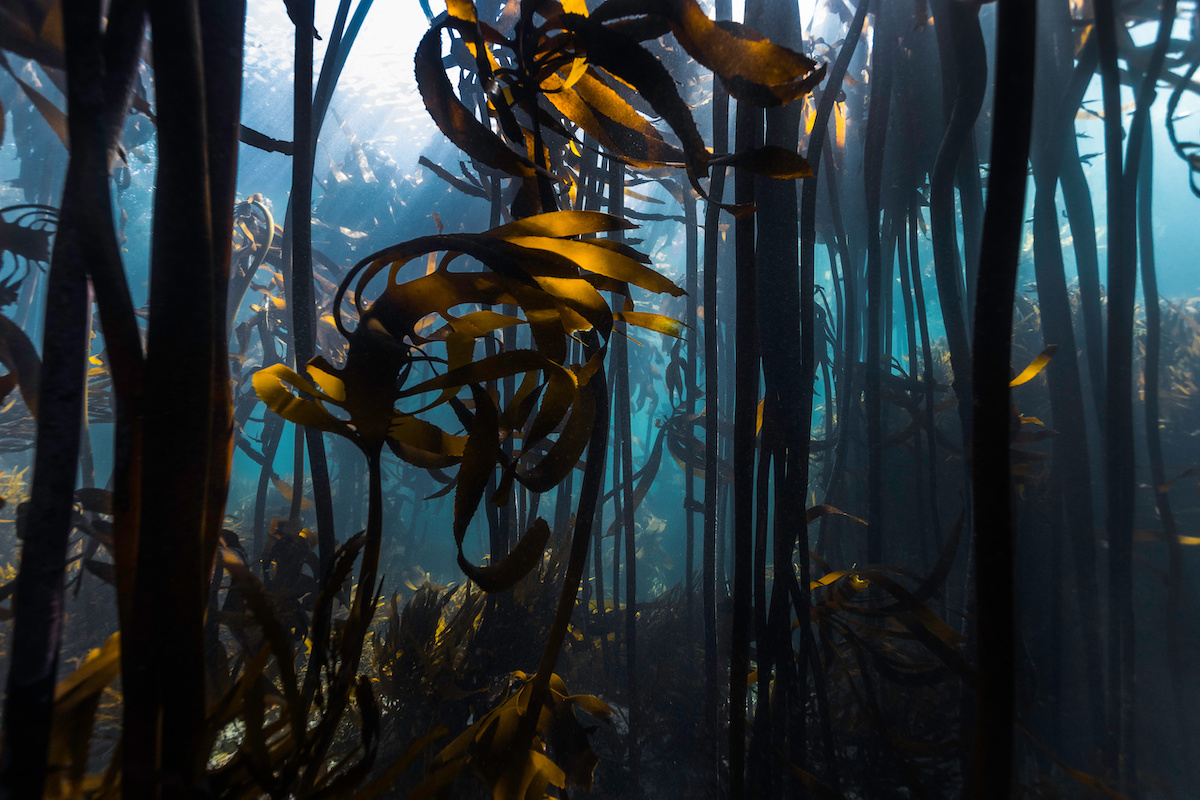ecklonia-maxima-mare-foresta-di-alghe-by-mwolf-images-adobe-stock-1200x800.jpeg