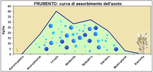 grafico-frumento-curva-assorbimento-azoto-fonte-ilsa.jpg