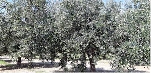 olivo-biancolilla-fonte-ilsa.jpg