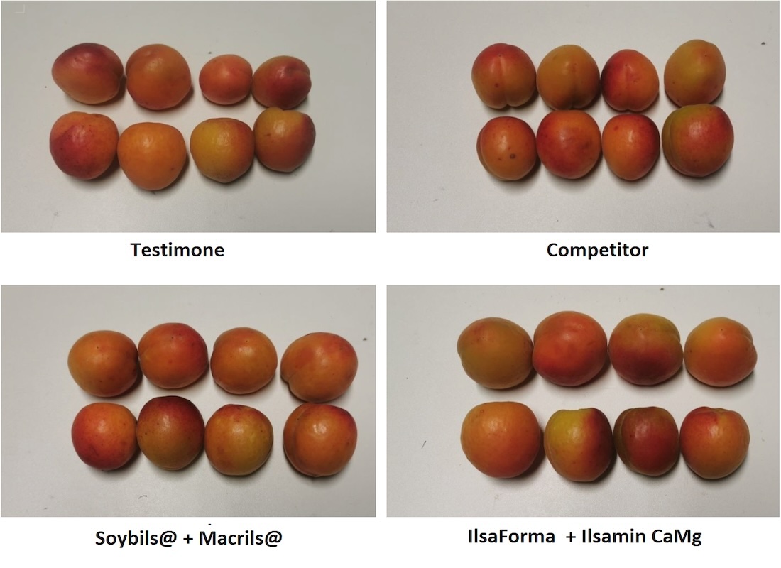 4-albicocche-competitor-prodotti-fonte-ilsa-1100x800.jpg