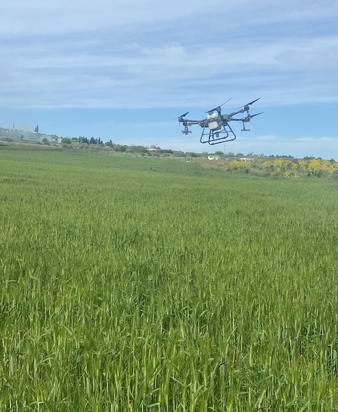 foto-drone-campo-cereali-fonte-ilsa-redazionale-febbraio2025-490x600.jpg