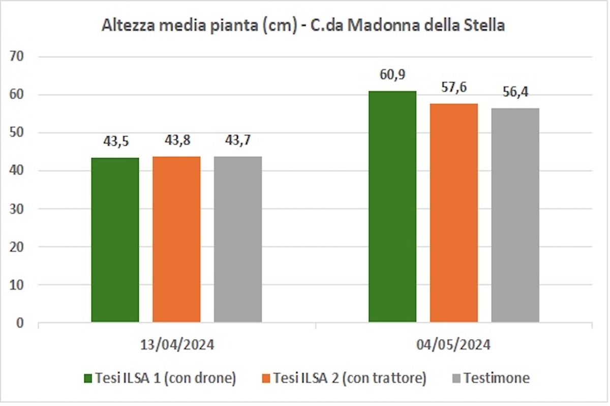 grafico-altezza-media-pianta-madonna-stella-ilsamin-fonte-ilsa-redazionale-febbraio2025-1200x800.jpg