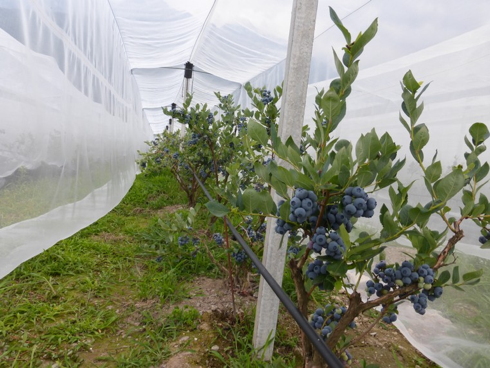 Piccoli frutti, impianto copertura e protezione del mirtillo di keepintouchsystem