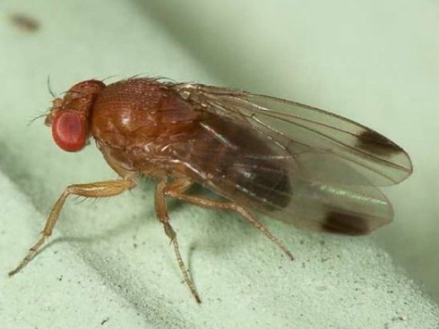 Adulto di Drosophila suzukii matsumura o Moscerino dei piccoli frutti