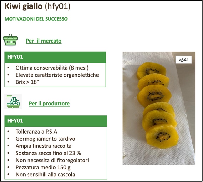 Scheda kiwi giallo hfy01