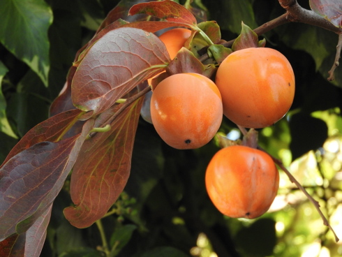 Frutti di kaki maturi pronti per essere raccolti