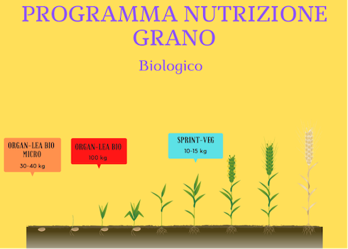 programma-grano-bio-fonte-lea.png