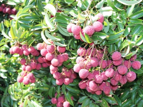 Lici o Litchi (ciliegio cinese): dolce e dal sapore di uva moscata