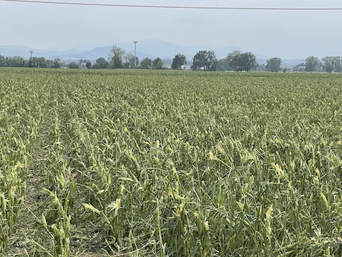 Campi di mais devastati dalla grandine
