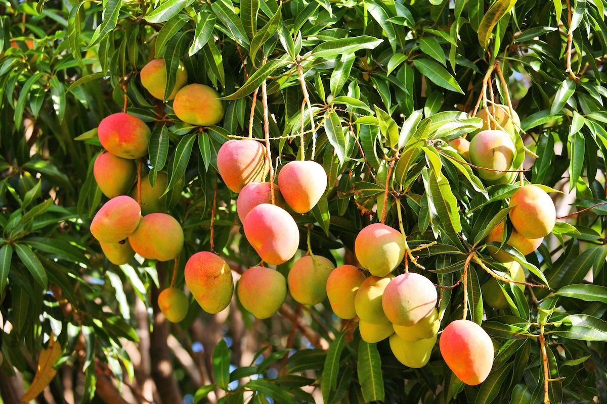 Nel mango la potatura di formazione è importante per creare una struttura forte e ben areata della chioma