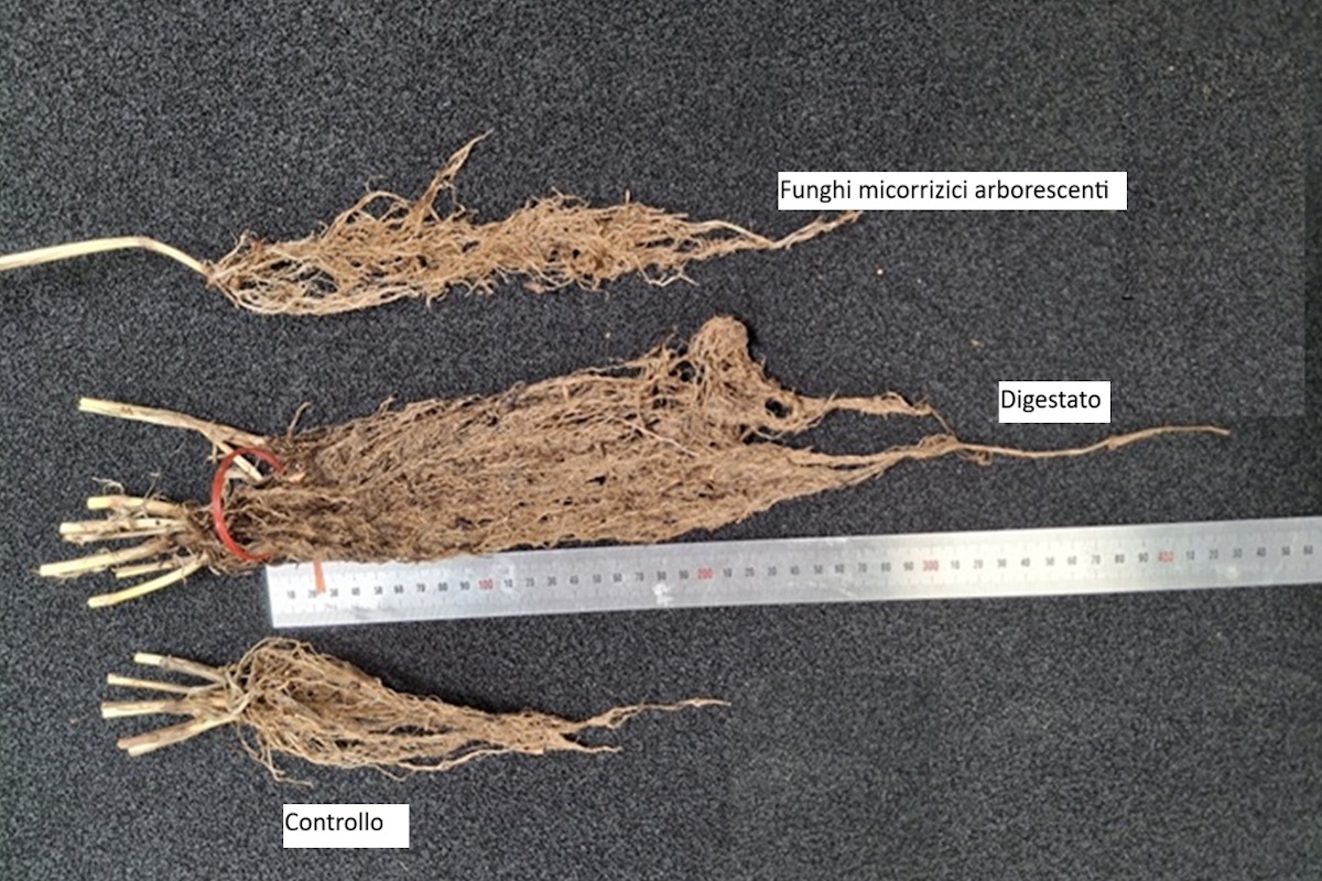 Prove con digestato e biostimolanti