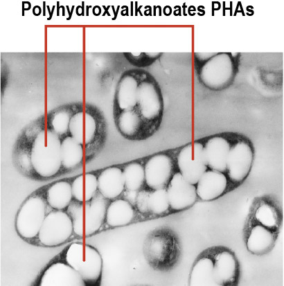 Fotografia al microscopio elettronico dei batteri dopo di aver accumulato PHA nel loro citoplasma