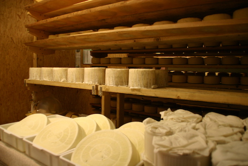 La sala stagionatura dei formaggi con gli scaffali in legno come comanda la tradizione