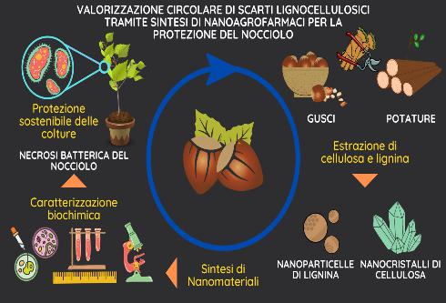 graphical-abstract-nocciolo-by-unitus-490-jpg.jpg