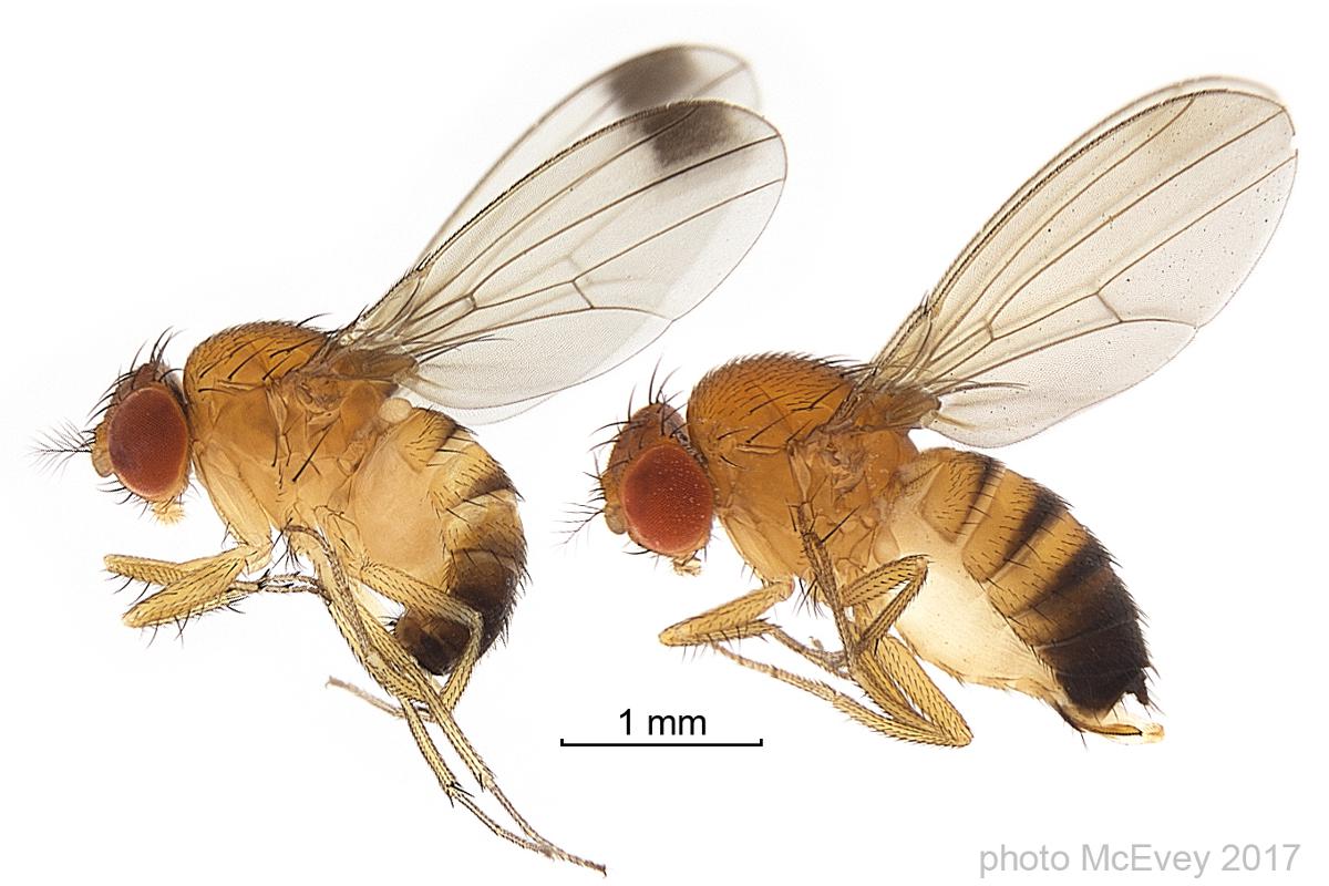 maschio-femmina-drosophila-suzukii-by-shane-f-mcevey-australian-museum-wikipedia-1200x800-jpg.jpg