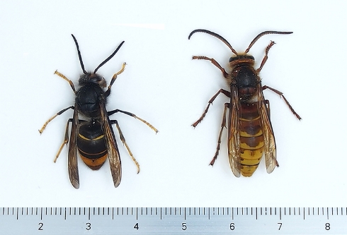 Esemplari maschi di V. velutina (a sinistra) e V. crabro (a destra) a confronto
