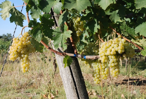 Grappoli maturi di Nocchianello bianco nelle vigne dell'azienda agricola Sassotondo