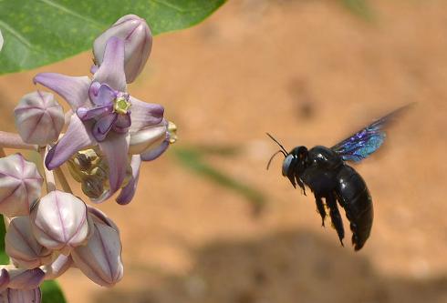 Un esemplare di Xylocopa in volo verso un fiore