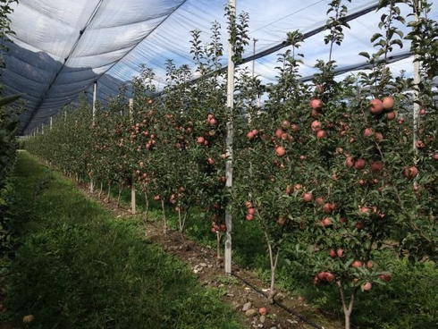 Impianto di melo ad alta densità con impianto antigrandine