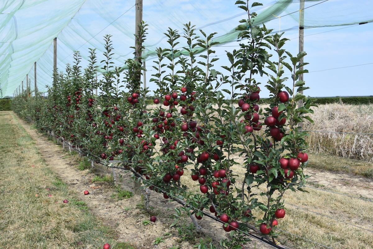 Per scegliere correttamente la tipologia di guyot bisogna considerare la vigoria della cultivar