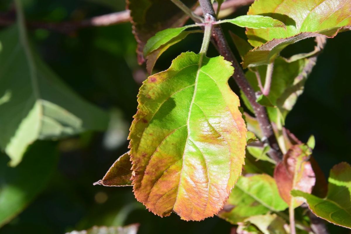 Uno dei sintomi più comuni nelle piante affette dal fitoplasma è l'arrossamento delle foglie e stipole molto sviluppate