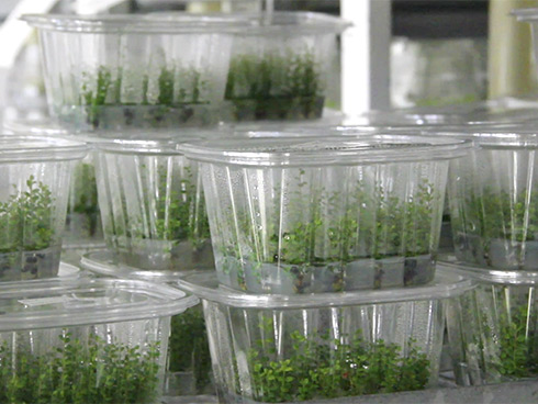 Micropropagazione o coltura in vitro, da piccole porzioni di materiale vegetale a piante
