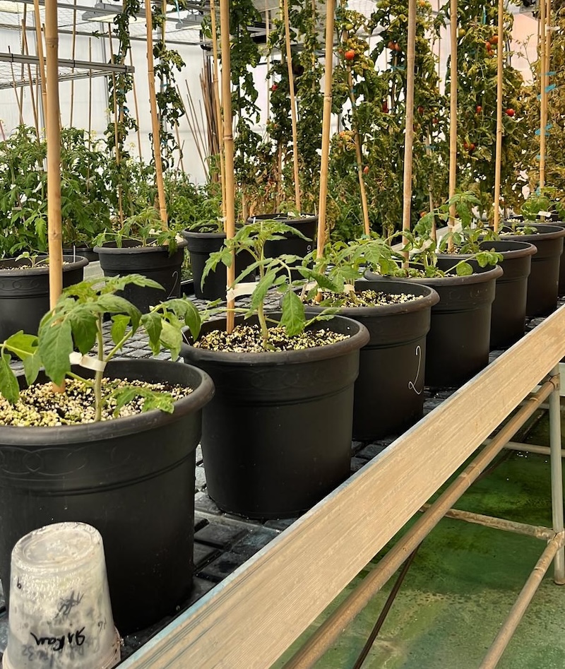 I pomodori editati in vitro svolgono tutto il loro ciclo in serra