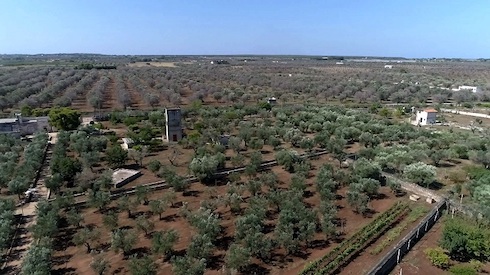 Nardò, 2019, oliveto in trattamento dal 2016